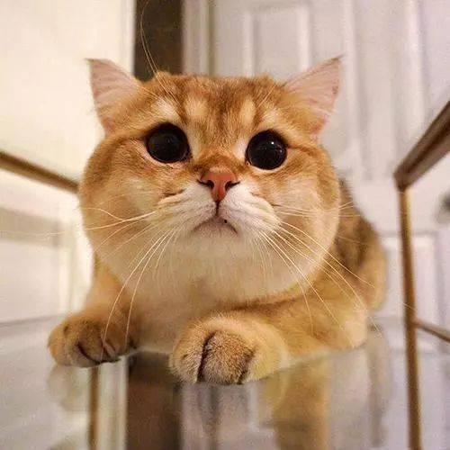 金渐层视频,优雅与魅力的完美融合