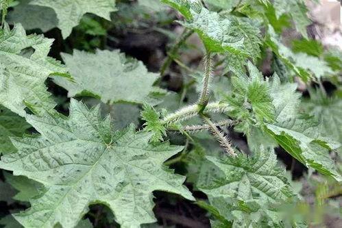 大人草小孩的视频大全,趣味视频大全欢乐集结